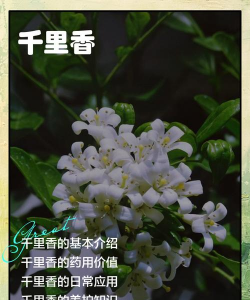 千里香的花语是什么
