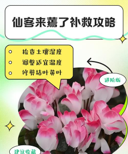 如何判断仙客来缺水