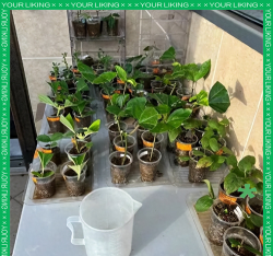 家庭养花用生根粉