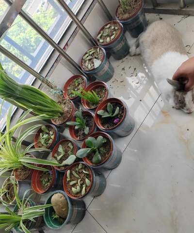 家庭养花用生根粉