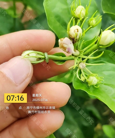 家庭养花用生根粉