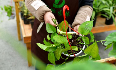 家庭养花用生根粉