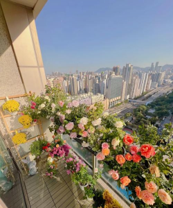 家庭养花用生根粉