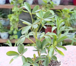 家庭养花用生根粉