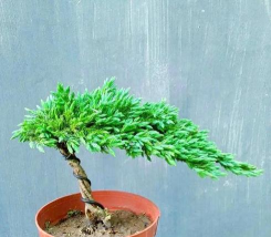 沙地柏夏季扦插技术