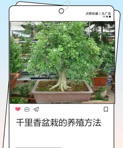 千里香怎么养好