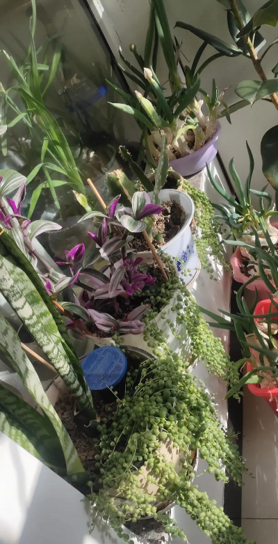 家庭养花用生根粉