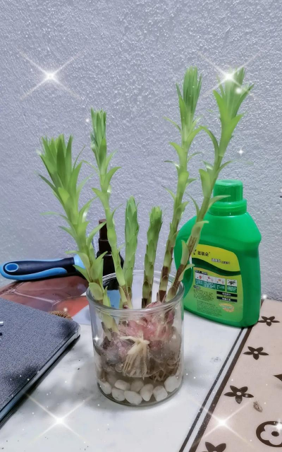 家庭养花用生根粉