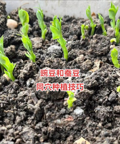 如何种植穴 如何种植穴