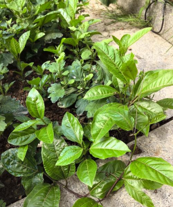 百香果叶子是什么样的