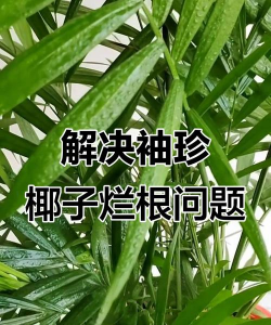 家庭养花用生根粉