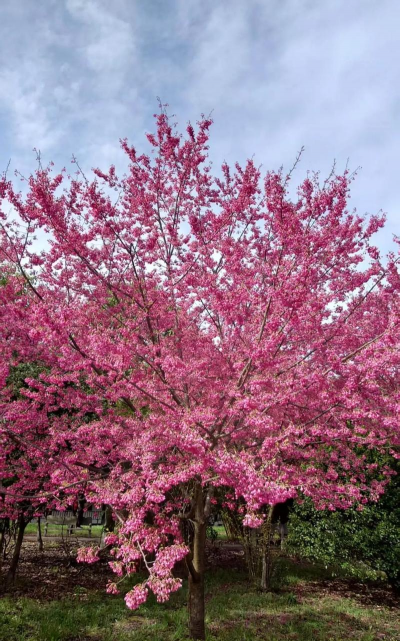 樱花9月份怎么开花了
