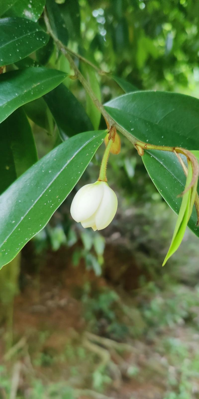 含笑什么什么什么