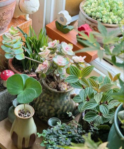 家庭养花用生根粉