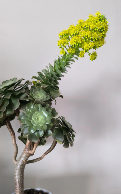 多肉开的花怎么剪掉移植