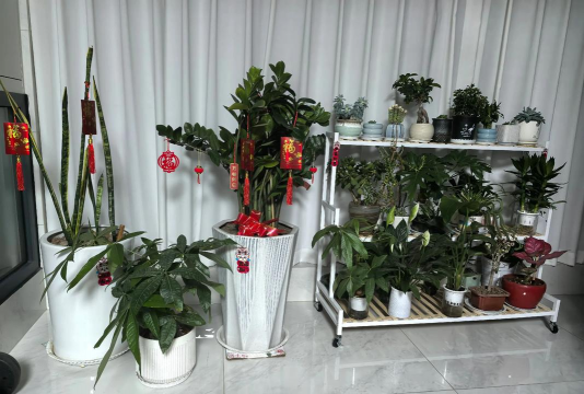 家庭养花用生根粉