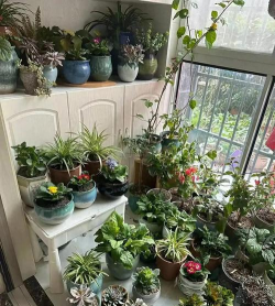 家庭养花用生根粉