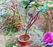 家庭养花用生根粉