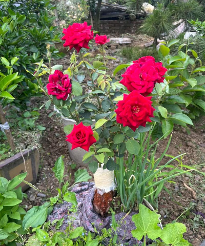 家庭养花用生根粉