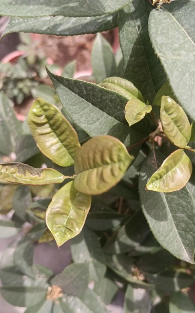 桂花叶子有小孔怎么回事