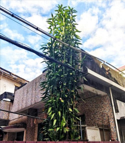 家庭养花用生根粉