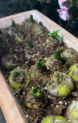 家庭养花用生根粉