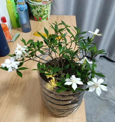 家庭养花用生根粉