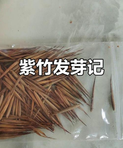 如何培育紫竹种子