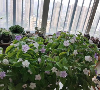 家庭养花用生根粉