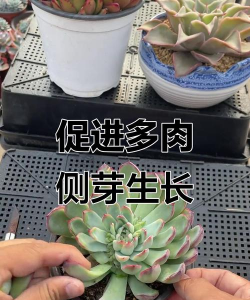 家庭养花用生根粉