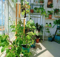 家庭养花用生根粉