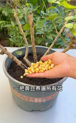 酱豆子养花 酱豆子养花