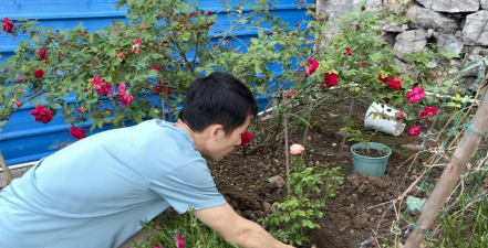 家庭养花用生根粉