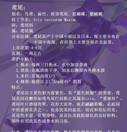 鸢尾怎么养