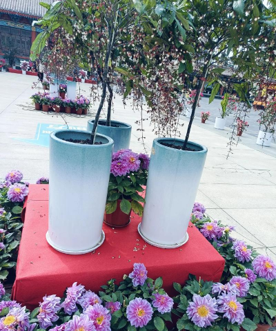 家庭养花用生根粉