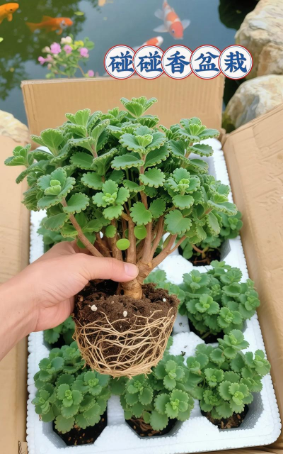 碰碰香不香了怎么办