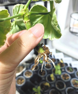 家庭养花用生根粉