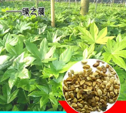 八角金盘种子怎么种