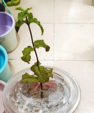 家庭养花用生根粉