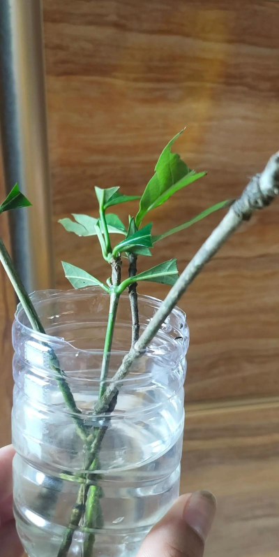 家庭养花用生根粉