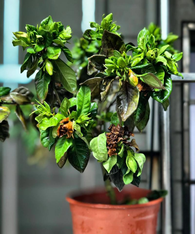 家庭养花用生根粉