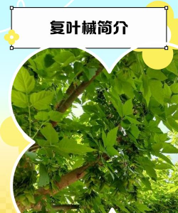 复叶槭卷叶是怎么回事