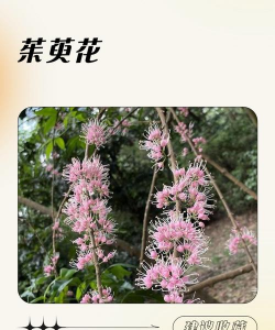 什么什么茱萸花