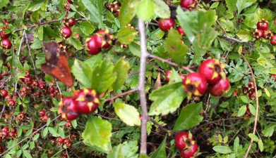 大果山楂花少怎么办