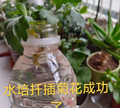 家庭养花用生根粉