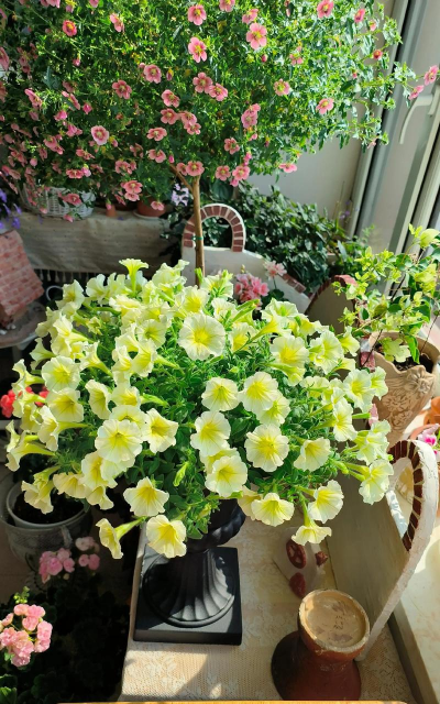 家庭养花用生根粉