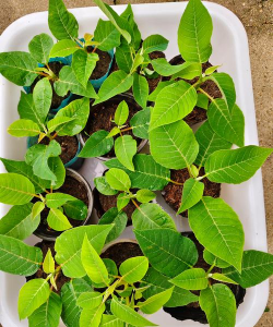 红粉佳人小苗冬季怎么养