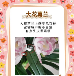 大叶蕙兰长虫子怎么办