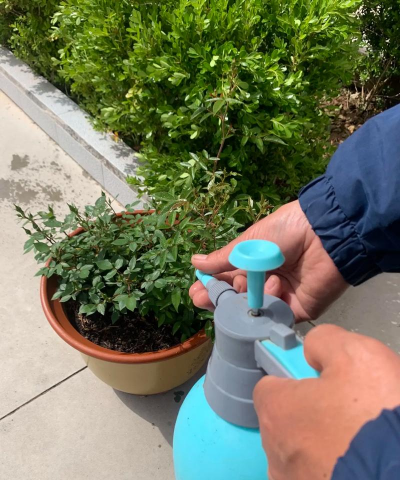 家庭养花用生根粉