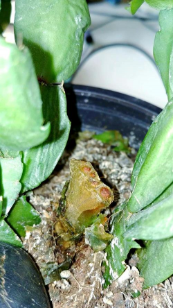 家庭养花用生根粉